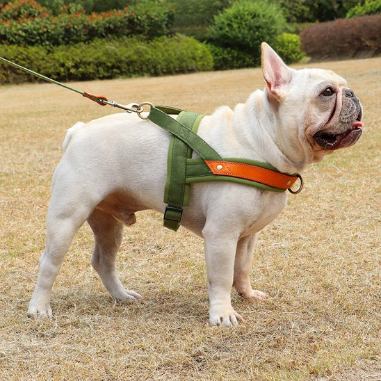 promenade chien avec harnais chien anti traction