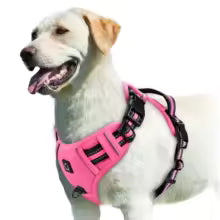 Harnais gilet pour chien | AjustConfort