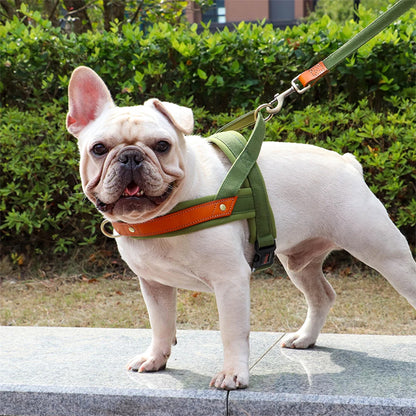 chien en mouvement avec harnais anti traction
