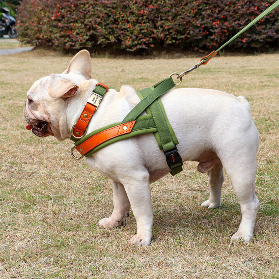 chien vu profil avec harnais anti traction