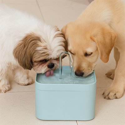 Fontaine a eau Chien
