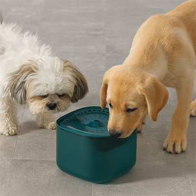 Fontaine a eau Chien